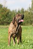 FILA BRASILEIRO 202